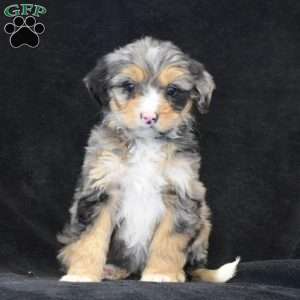 Debbie, Mini Bernedoodle Puppy